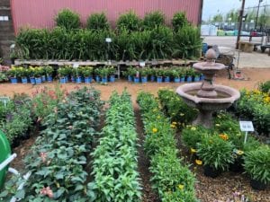 Wide Selection of Perennials in Ennis, Texas
