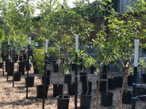 Ennis, Texas Shade Trees Supplier