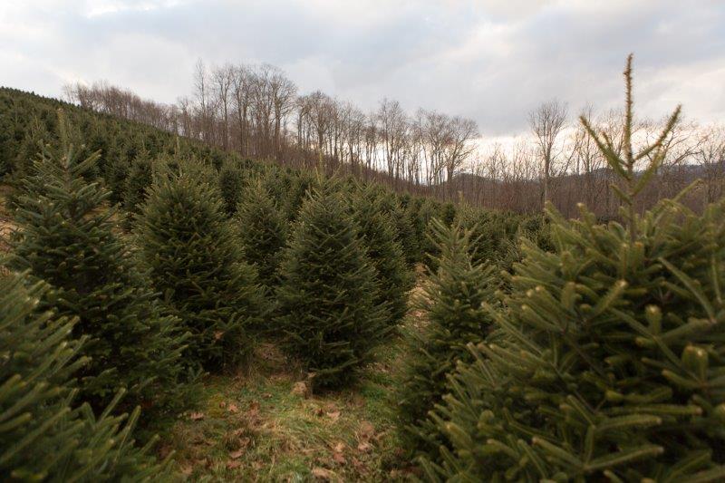 Ennis, TX Fresh Christmas Trees