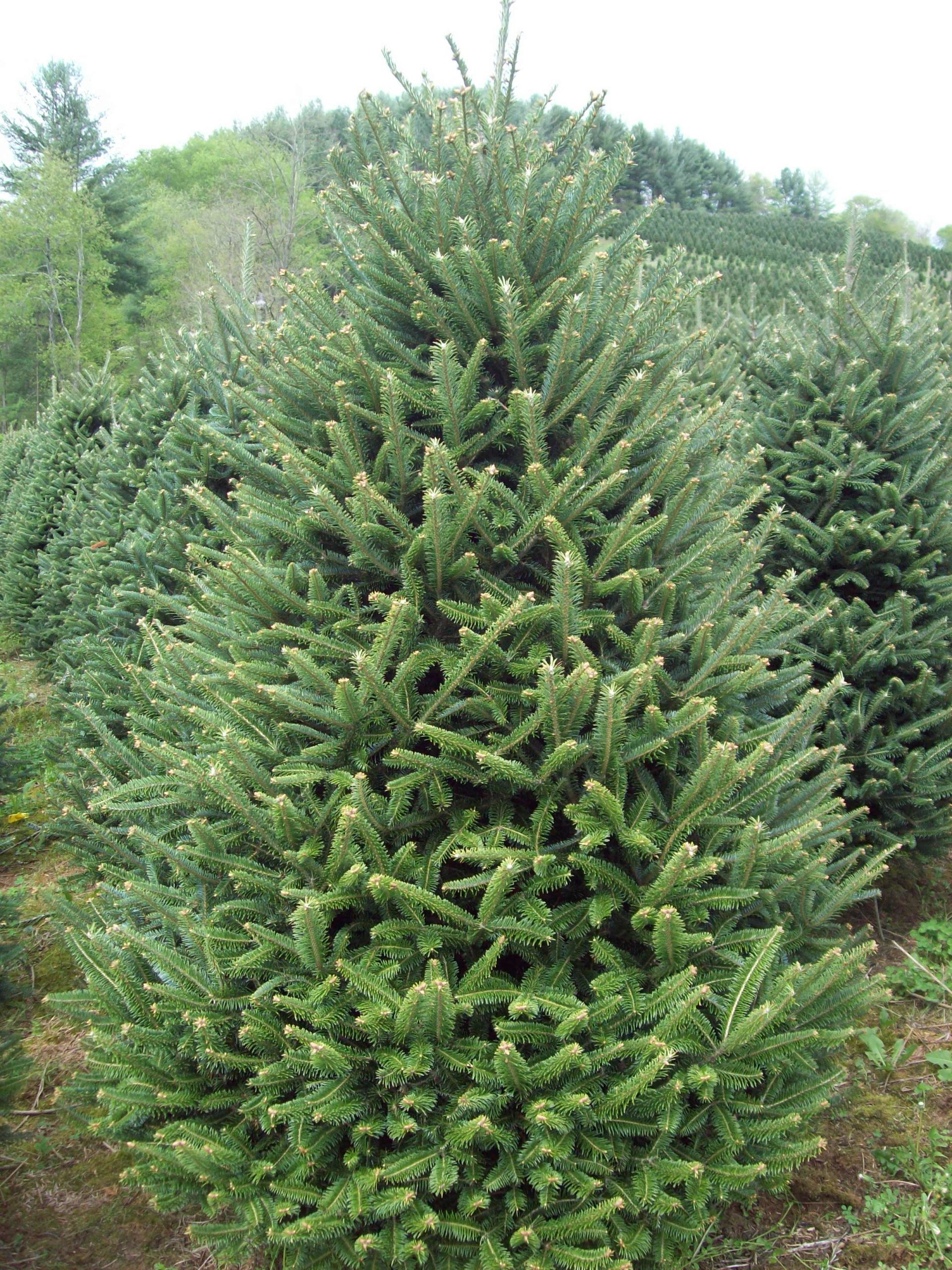 Fraser Fir