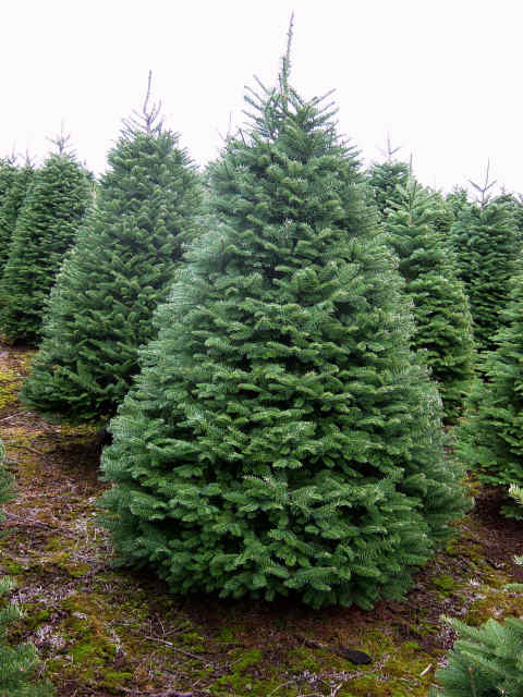 Noble Fir