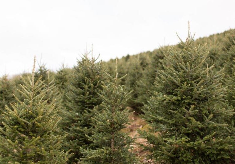 ennis-texas-christmas-trees